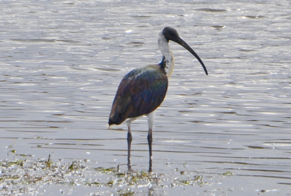 Zdjęcie z Australii - Ibis żółtoszyi