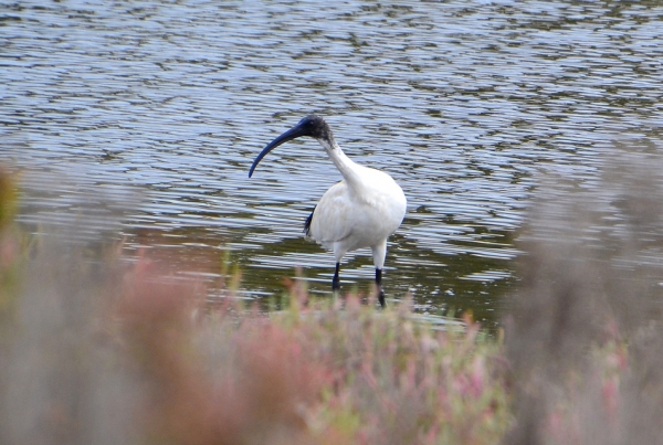 Zdjęcie z Australii - Troche dalej zaciekawiony ibis