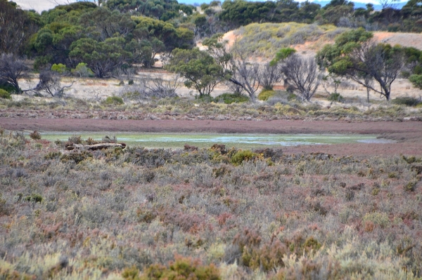 Zdjęcie z Australii - Widok na bagna