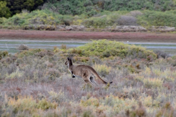 Zdjęcie z Australii - Przez bagna pedzi kangurzyca...