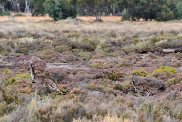 Zdjęcie z Australii - ...a za nia maluch