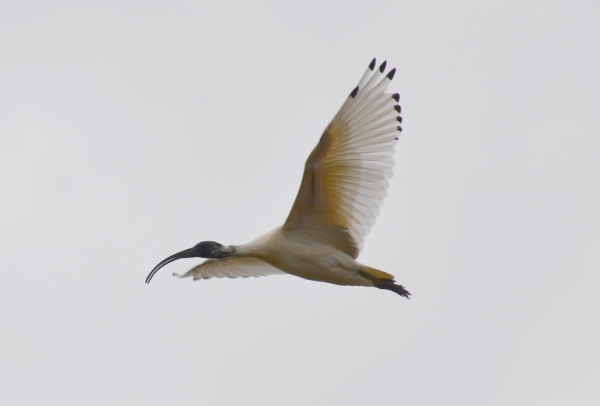 Zdjęcie z Australii - Ibis w locie
