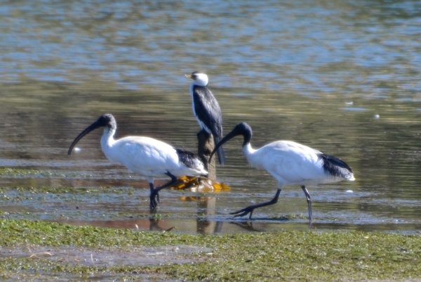 Zdjęcie z Australii - Ten kormoran przysiadl na kolku i obserwuje poczynania ibisow