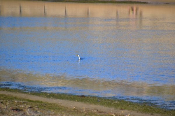 Zdjęcie z Australii - Kormoran na lowach