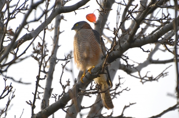 Zdjęcie z Australii - Krogulec brunatny (Accipiter fasciatus) przysiadl na "sowim" drzewie