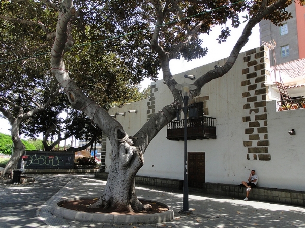 Zdjęcie z Hiszpanii - W parku rosną imponujące, stare drzewa.
