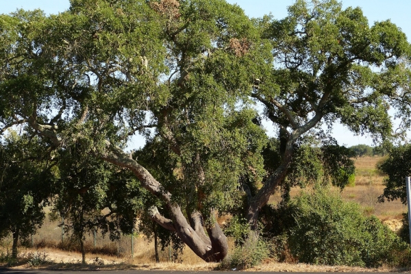 Zdjęcie z Portugalii - dąb korkowy, z których słynie region Alentejo
