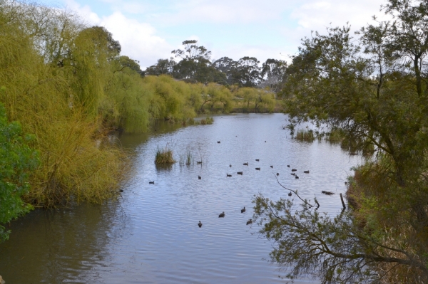 Zdjęcie z Australii - Wracam nad staw zasilony wodami strumienia Serpentine Creek po kilku tygodniach