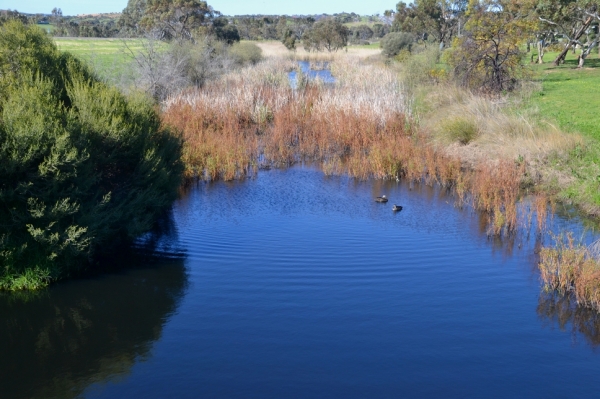 Zdjęcie z Australii - Strumien Pedler Creek