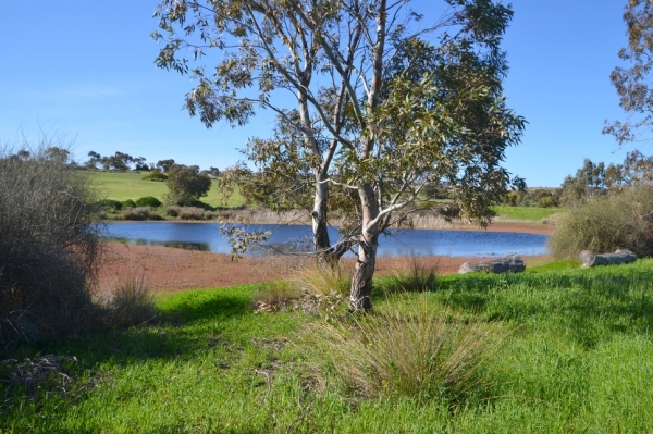 Zdjęcie z Australii - Rozlewiska Kityaparri zasilane przez strumien Pedler Creek