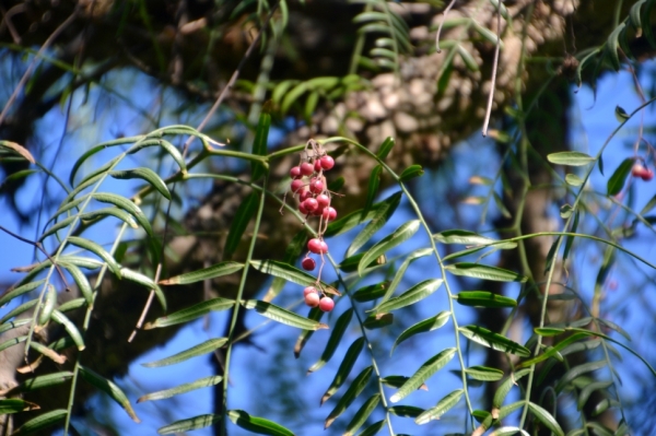 Zdjęcie z Australii - Owoce peruwianskiego drzewa pieprzowego