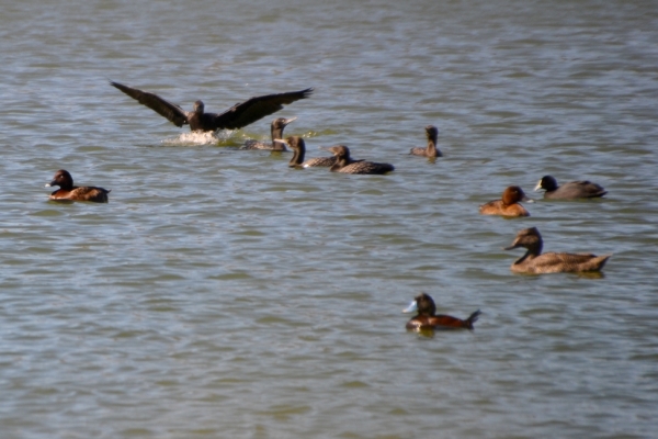Zdjęcie z Australii - Tym razem kormoran robi orzelka :)