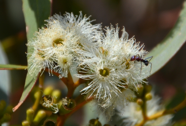 Zdjęcie z Australii - Fauna i flora