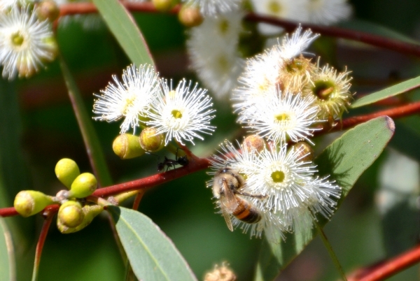 Zdjęcie z Australii - Fauna i flora 