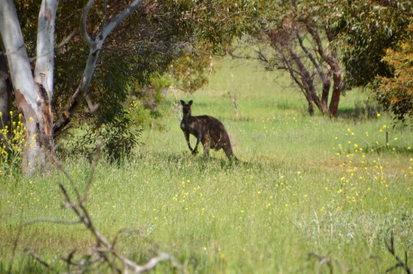 Zdjęcie z Australii - A tu wiekszy ptaszek :)