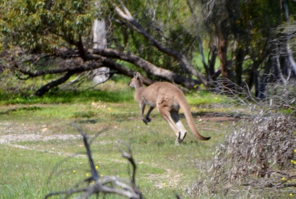 Zdjęcie z Australii - Najwyrazniej nie lubi zdjec :)