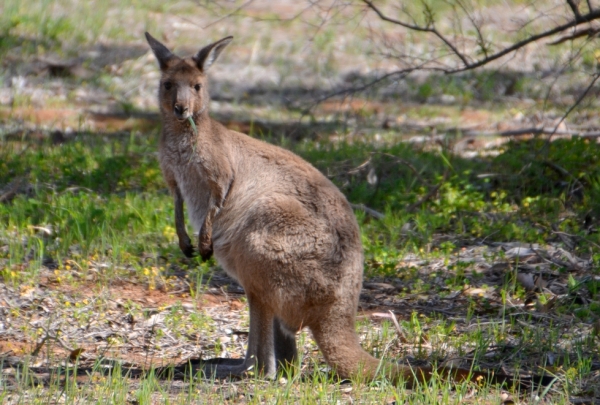 Zdjęcie z Australii - Trawka musi byc mniam mniam :)