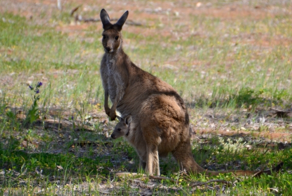 Zdjęcie z Australii - 