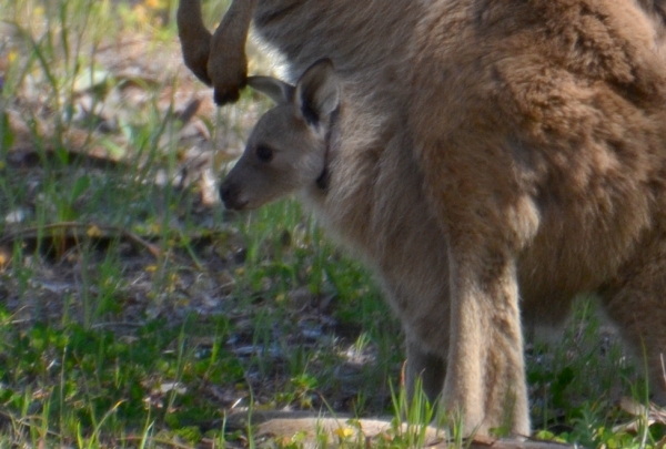 Zdjęcie z Australii - Maluch ciekawie wyglada na swiat :)