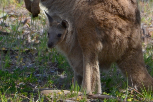 Zdjęcie z Australii - 