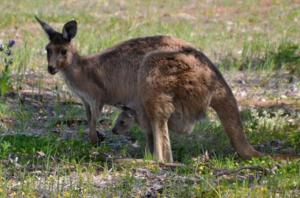 Zdjęcie z Australii - 