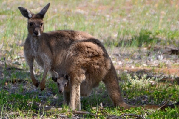Zdjęcie z Australii - 