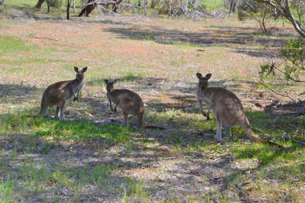 Zdjęcie z Australii - 