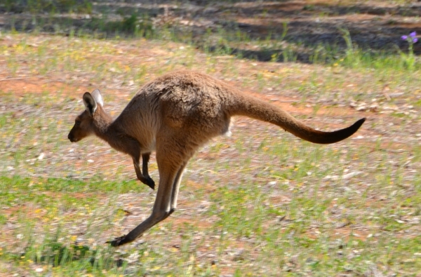 Zdjęcie z Australii - 