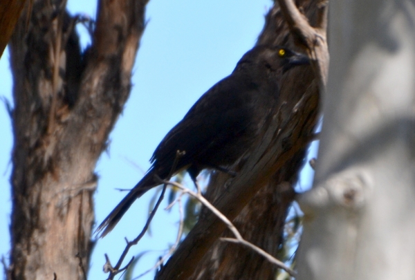 Zdjęcie z Australii - Kurawonga czarna (Strepera graculina)