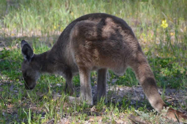 Zdjęcie z Australii - Wiecej kangurow