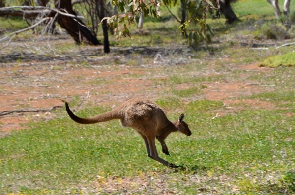 Zdjęcie z Australii - 