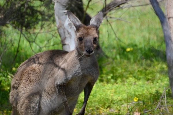 Zdjęcie z Australii - Urocze stworzonko :)