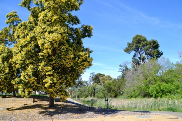 Zdjęcie z Australii - Wiosna nad strumieniem Glenloth Creek