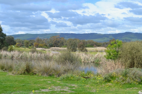 Zdjęcie z Australii - Z rozlewisk Kityaparri jade jakies 30 km do rozlewisk Hart Road Wetlands
