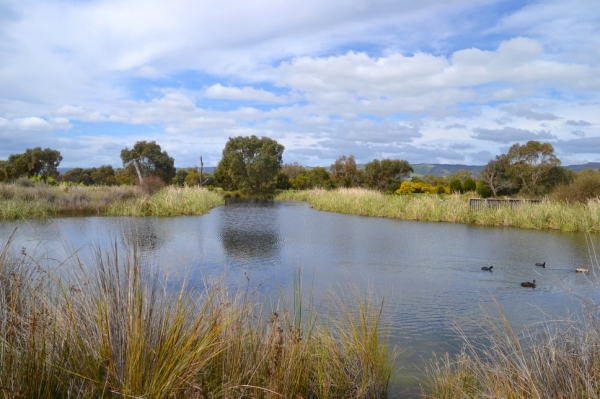 Zdjęcie z Australii - Rozlewiska Hart Road Wetlands