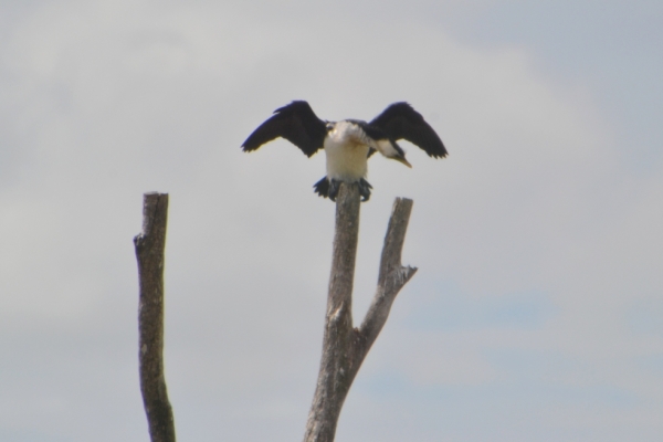 Zdjęcie z Australii - Kormoran srokaty suszacy skrzydla