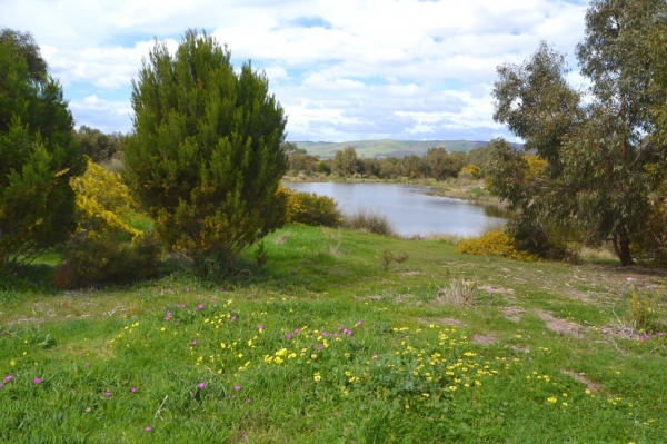 Zdjęcie z Australii - Rozlewiska Hart Road Wetlands