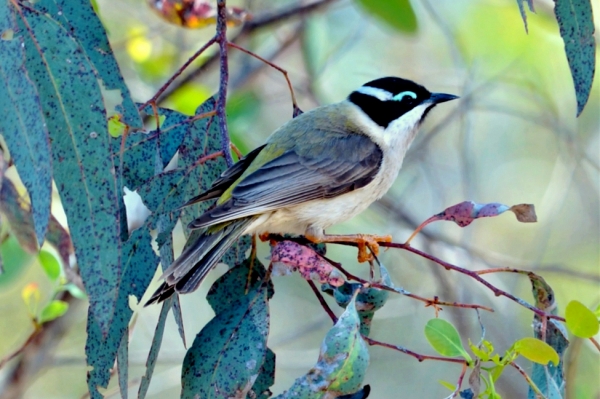 Zdjęcie z Australii - Miodopoik czarnobrody (Melithreptus gularis)