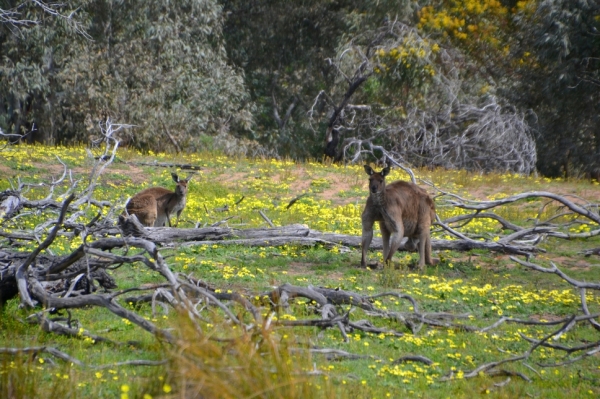 Zdjęcie z Australii - Sa i kangury