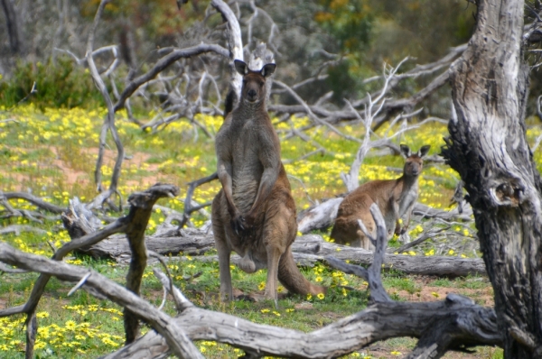 Zdjęcie z Australii - 