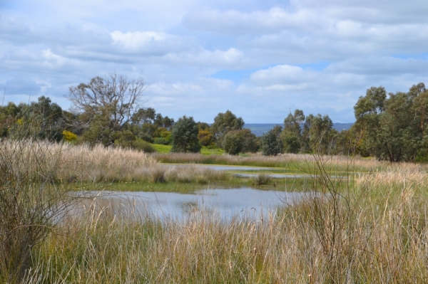 Zdjęcie z Australii - Rozlewiska Hart Road Wetlands
