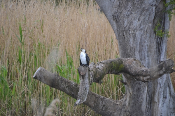 Zdjęcie z Australii - Kormoran białolicy