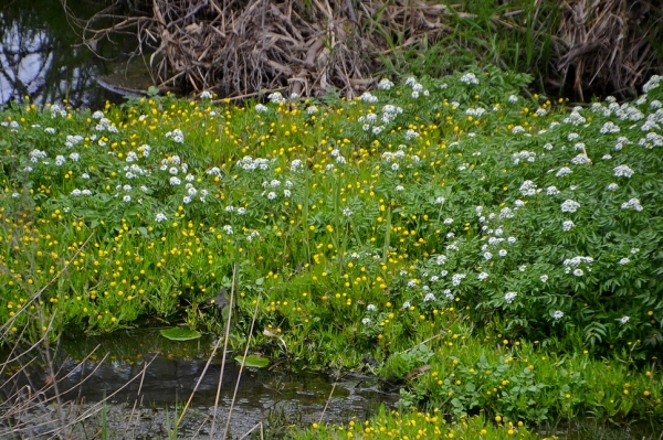 Zdjęcie z Australii - Kwitnaca wysepla na strumieniu Christies Creek