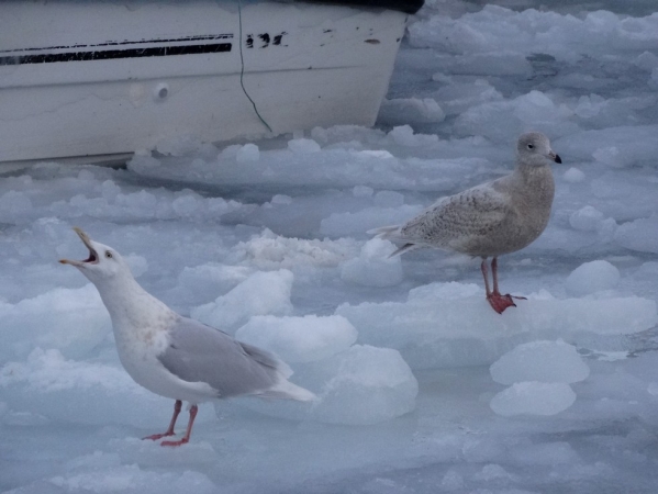 Zdjęcie z Danii - Ilulissat