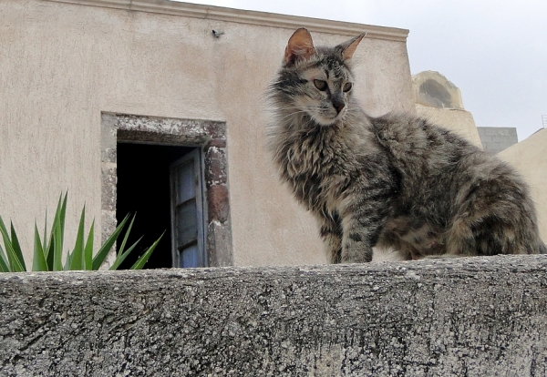 Zdjęcie z Polski - Tu też futrzak z Santorini.