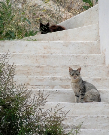 Zdjęcie z Polski - Kotów na Santorini było naprawdę dużo. Te dwa też spotkane na tej pięknej wyspie.