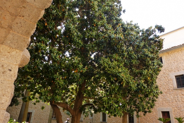 Zdjęcie z Hiszpanii - przy wejściu rośnie imponujący okaz magnolii