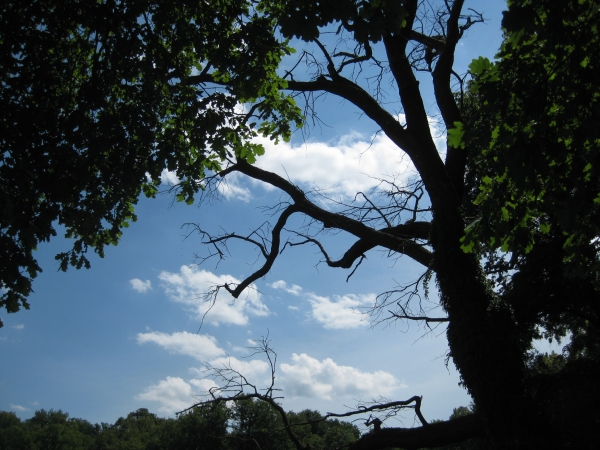 Zdjęcie z Polski - Park Mużakowski