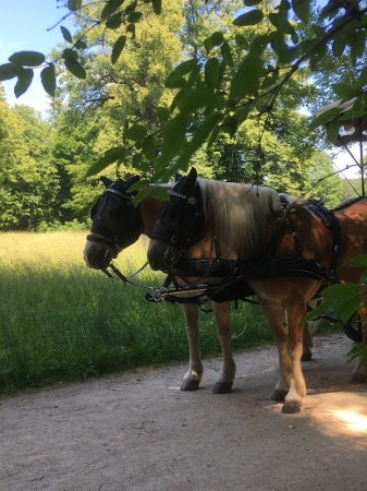 Zdjęcie z Polski - Park Mużakowski