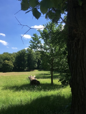 Zdjęcie z Polski - Park Mużakowski